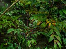 Image of Berberis gracilipes Oliver