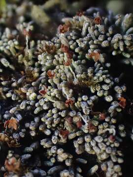 Image of Bryochiton microscopicus Döbbeler & Poelt 1978