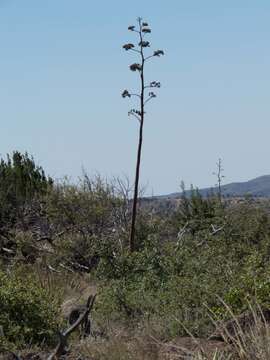 Image of goldenflower century plant