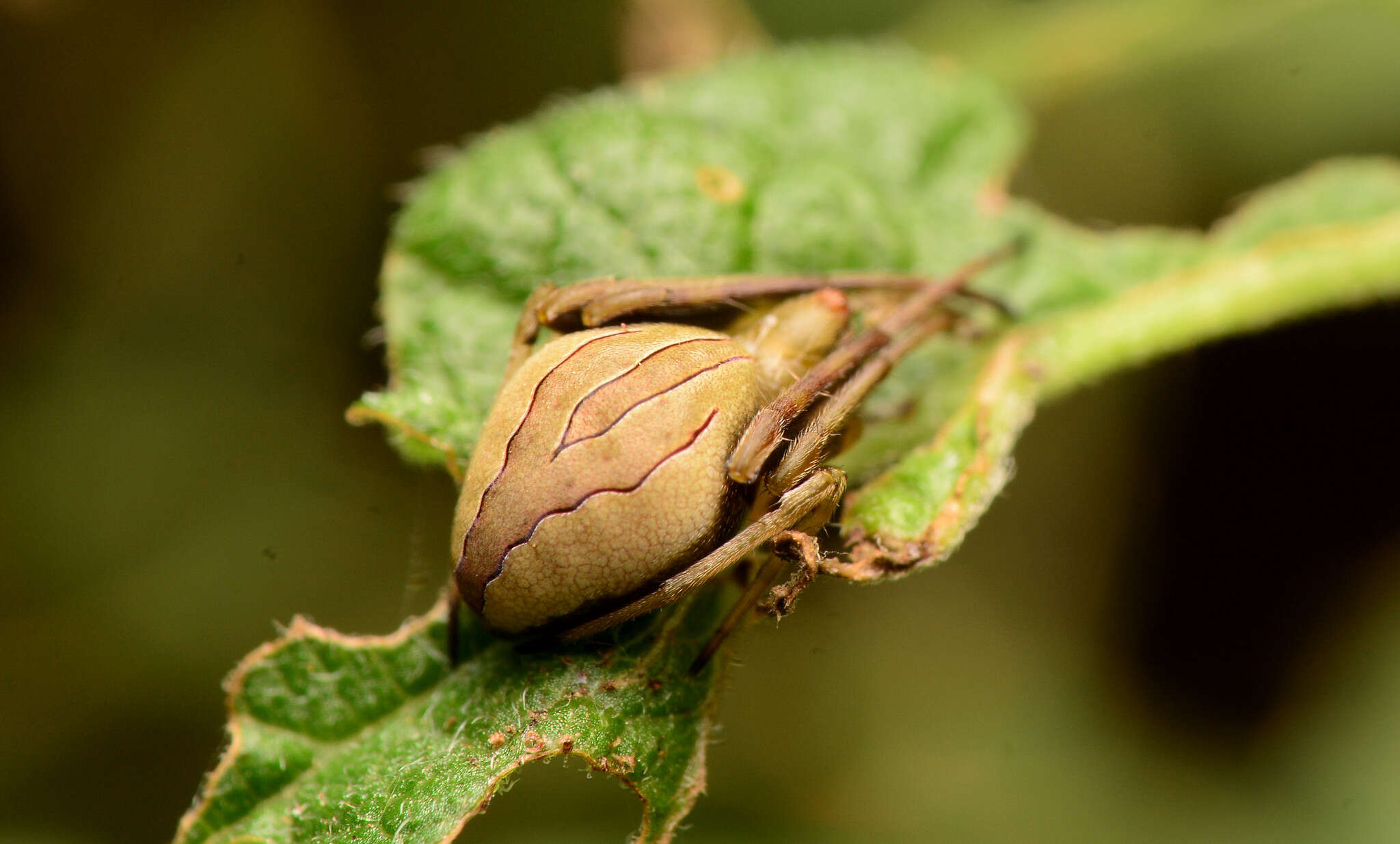 Imagem de Acacesia hamata (Hentz 1847)