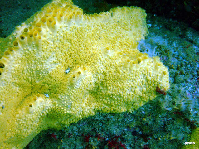 Image of boring sponge