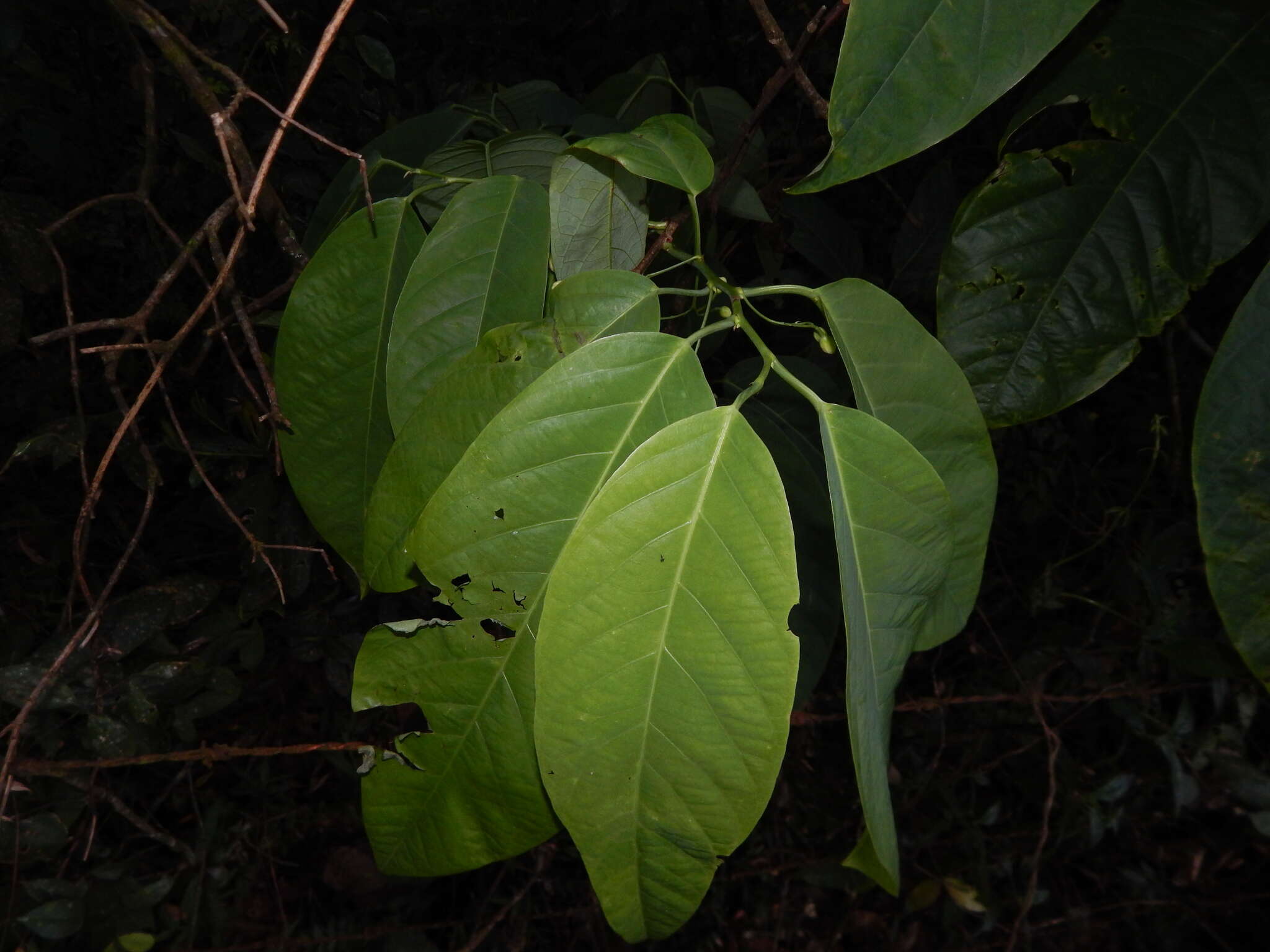 Image of Passiflora arborea Spreng.