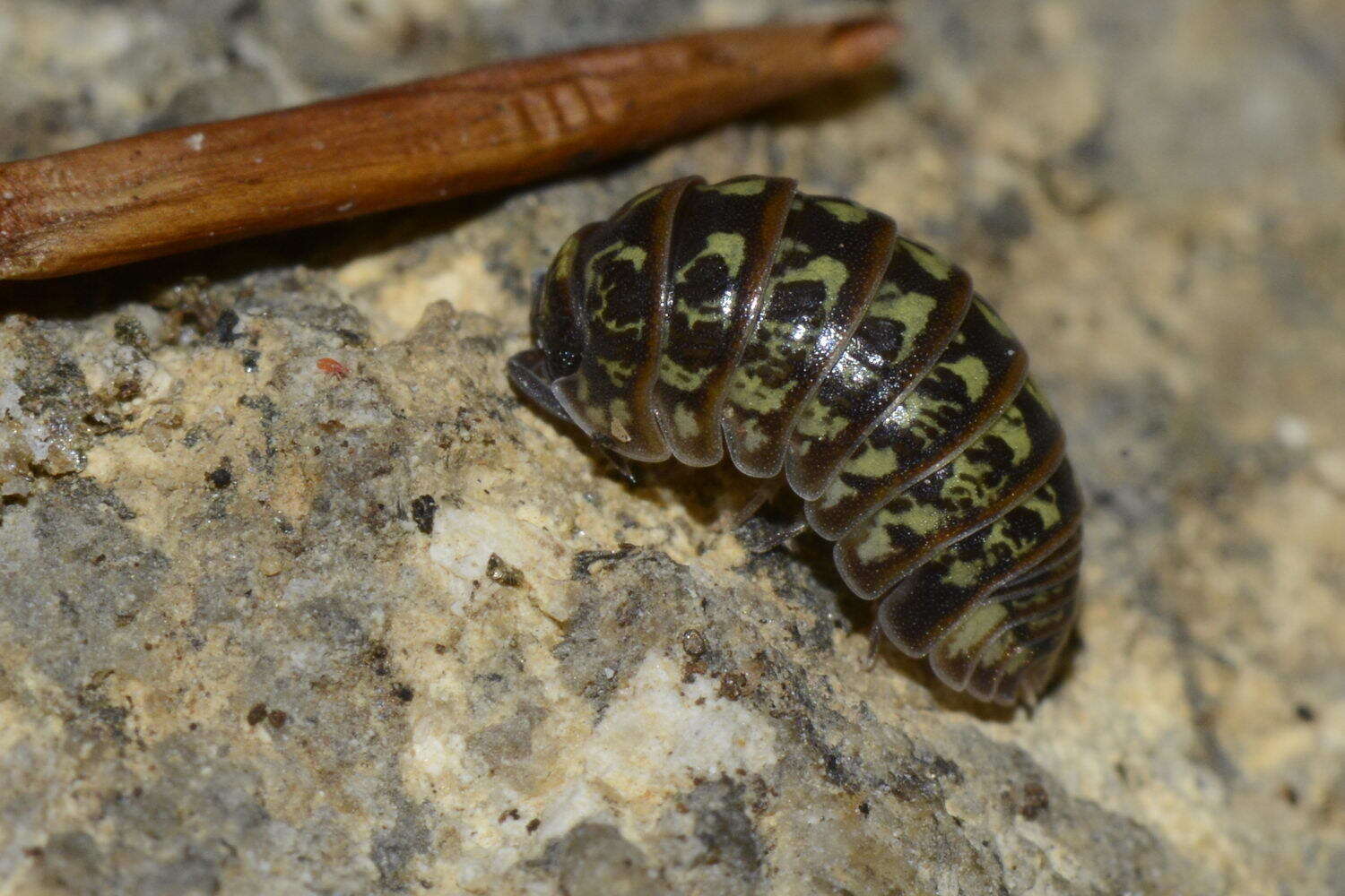 Imagem de Armadillidium pictum Brandt 1833