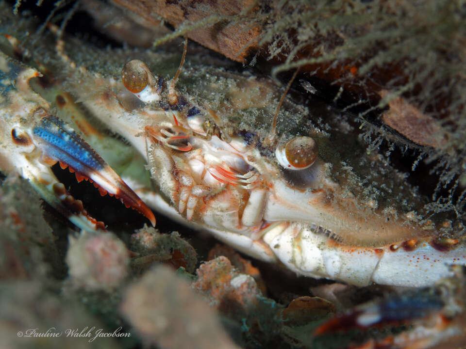 Image of blotched swimming crab