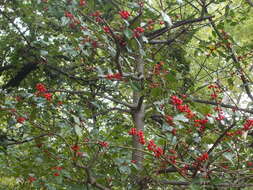 Image of English holly