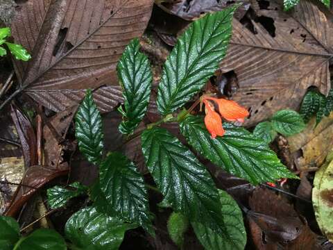 Image of Begonia tetrandra Irmsch.