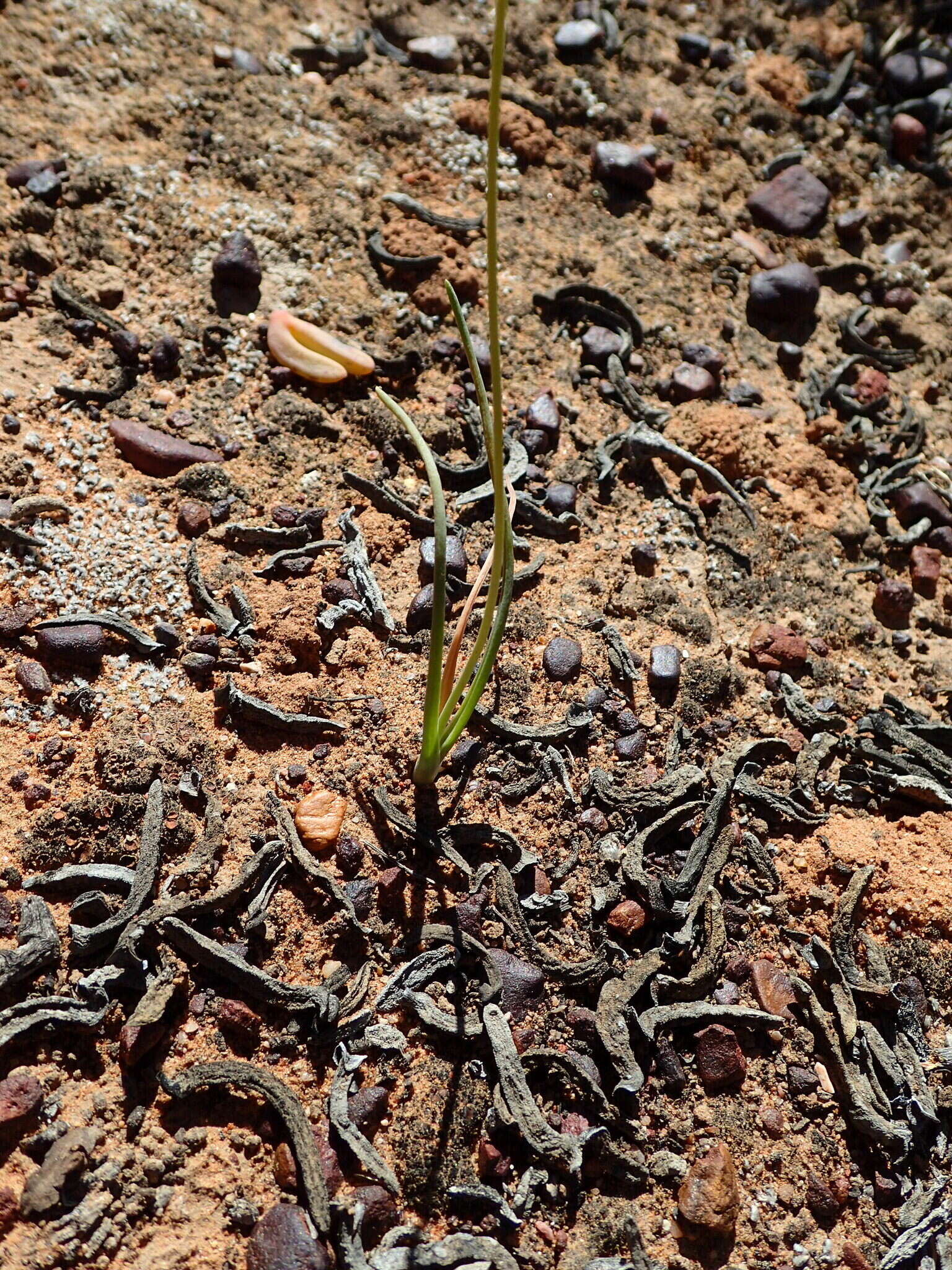 Image of Ornithogalum multifolium Baker