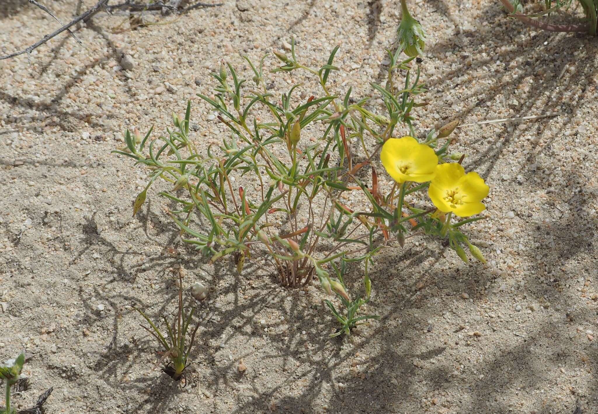 Imagem de Camissonia campestris (Greene) Raven