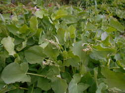 Rumex scutatus L. resmi