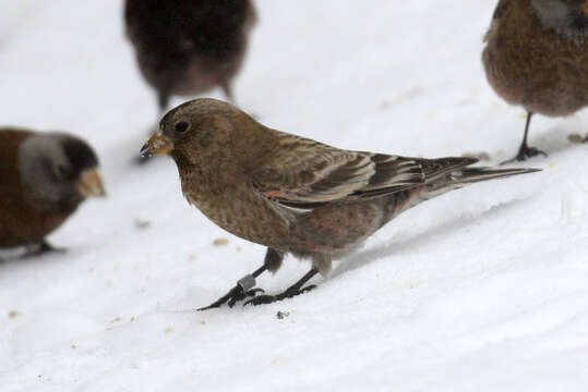 Image of Brown-capped Rosy Finch