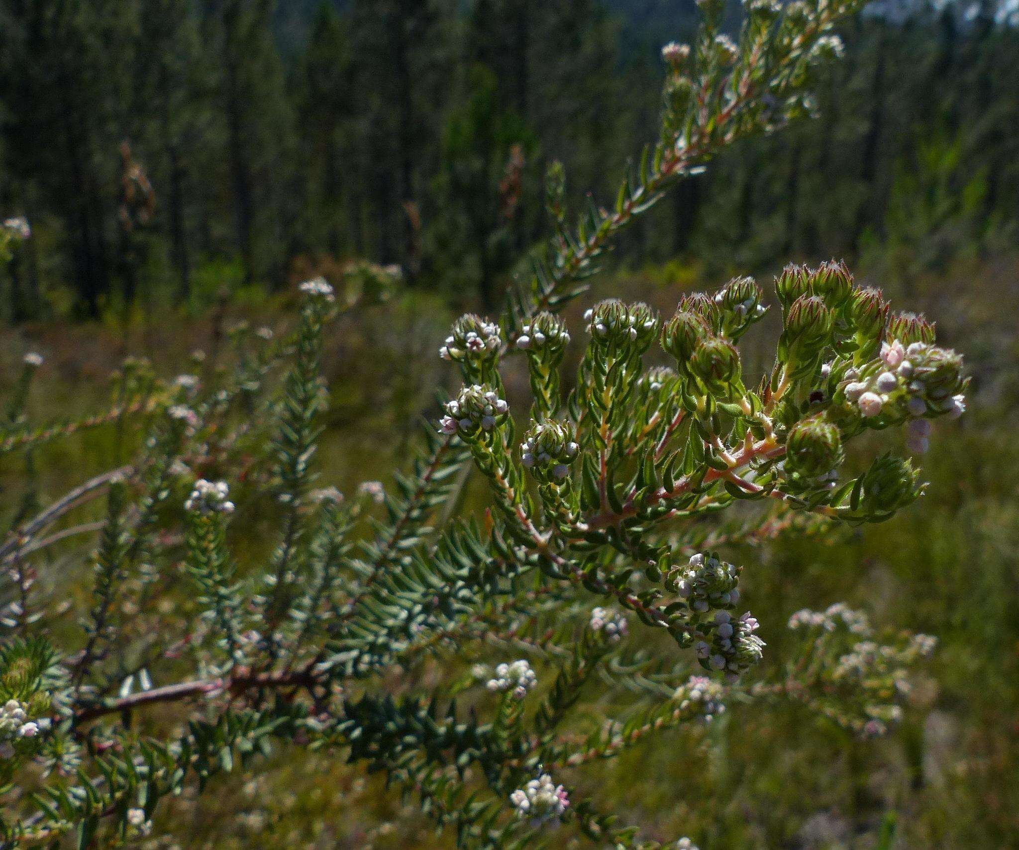 Image of Phylica pinea Thunb.