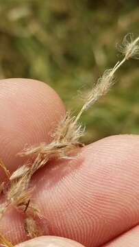 Image of Texas cottontop