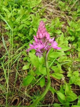 صورة Anacamptis pyramidalis (L.) Rich.