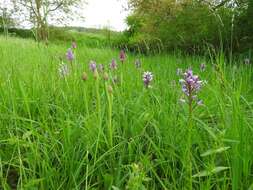 صورة Anacamptis pyramidalis (L.) Rich.