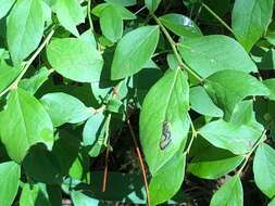 Sivun Stigmella corylifoliella (Clemens 1861) Wilkinson et al. 1979 kuva