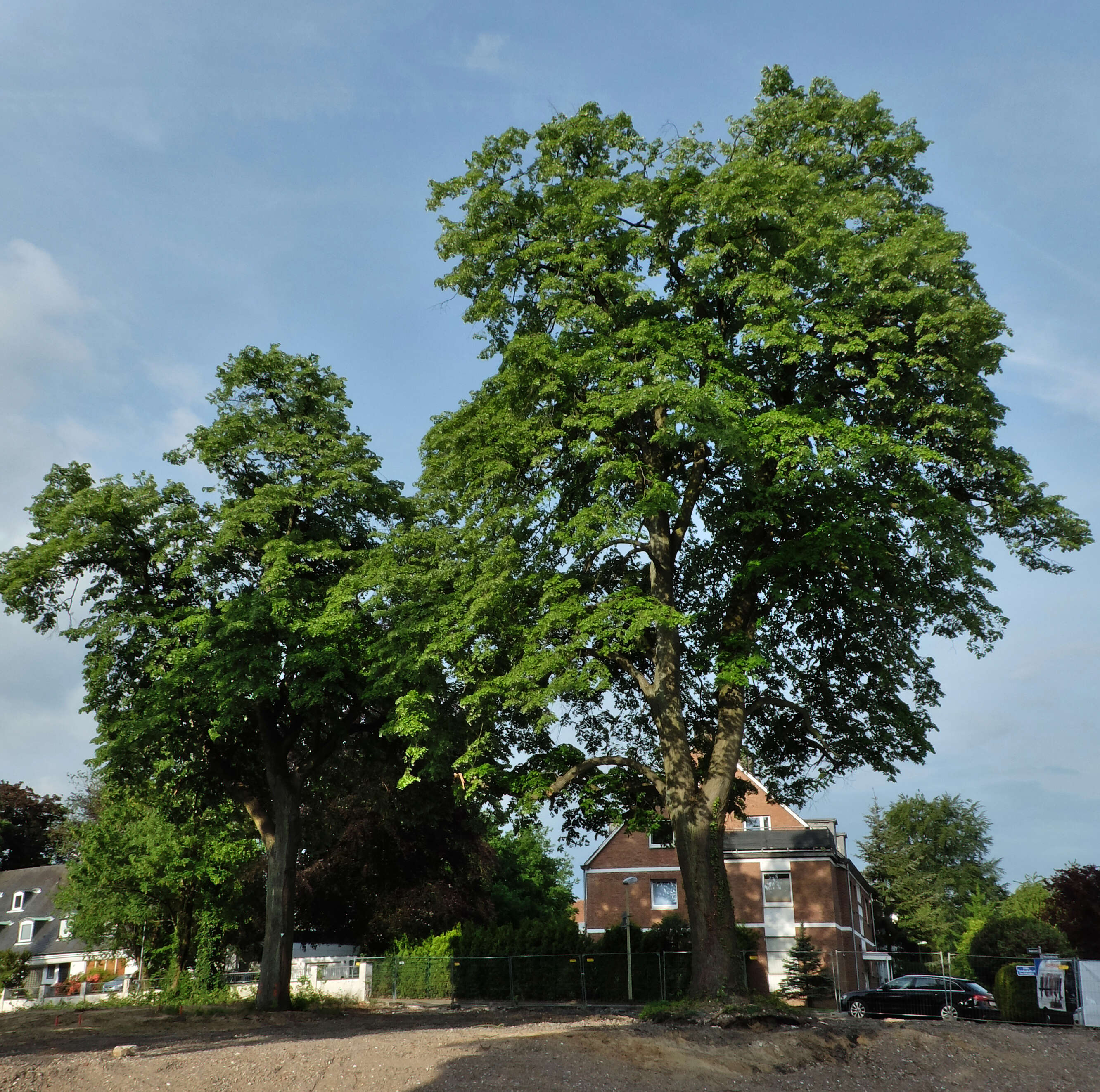 Image of Silver Lime