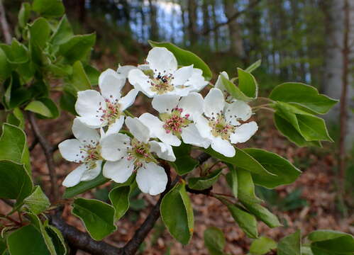 Image of Wild Pear