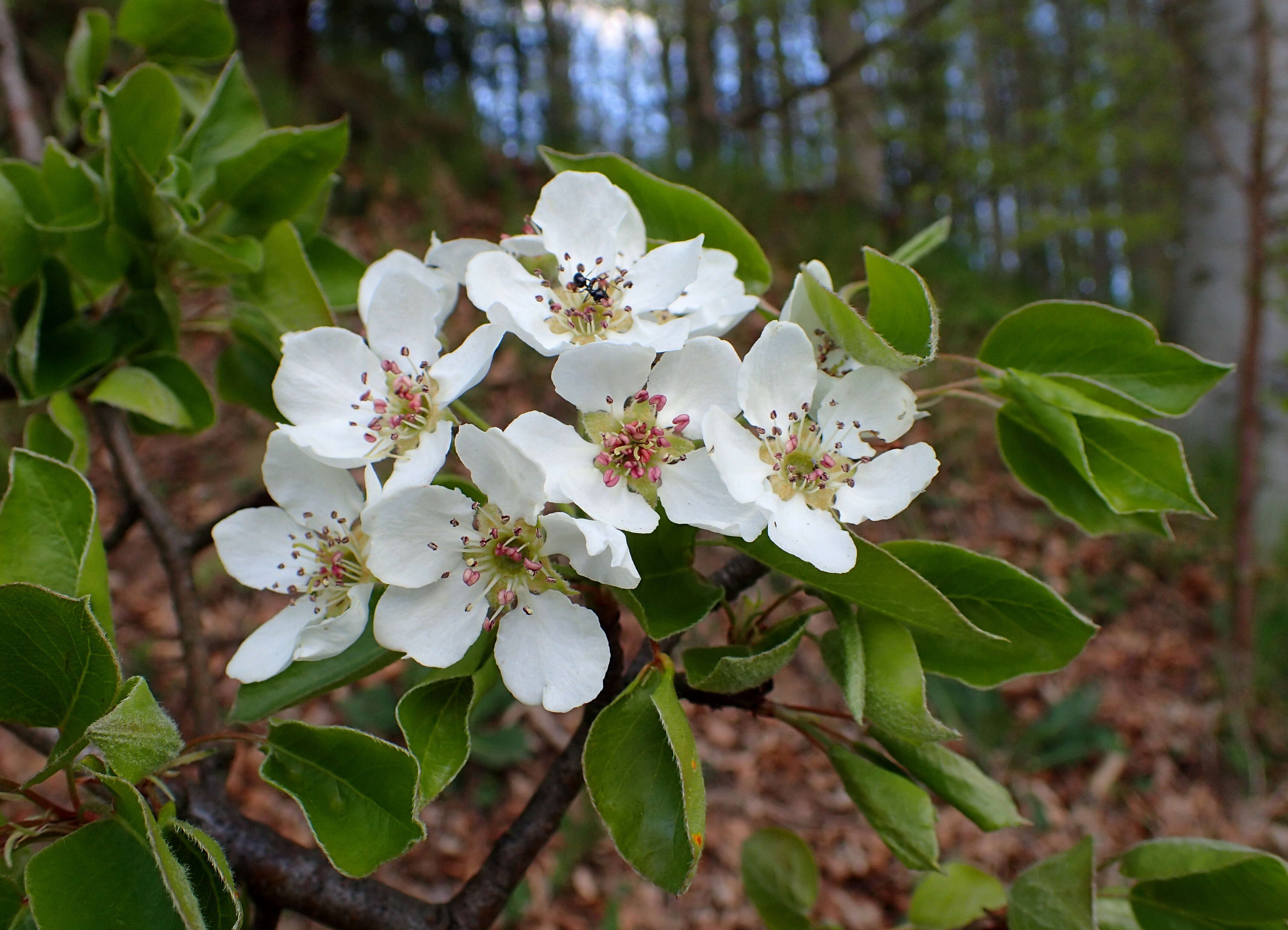 Plancia ëd Pyrus communis subsp. pyraster (L.) Ehrh.