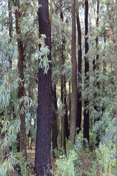 Imagem de Eucalyptus sideroxylon subsp. sideroxylon