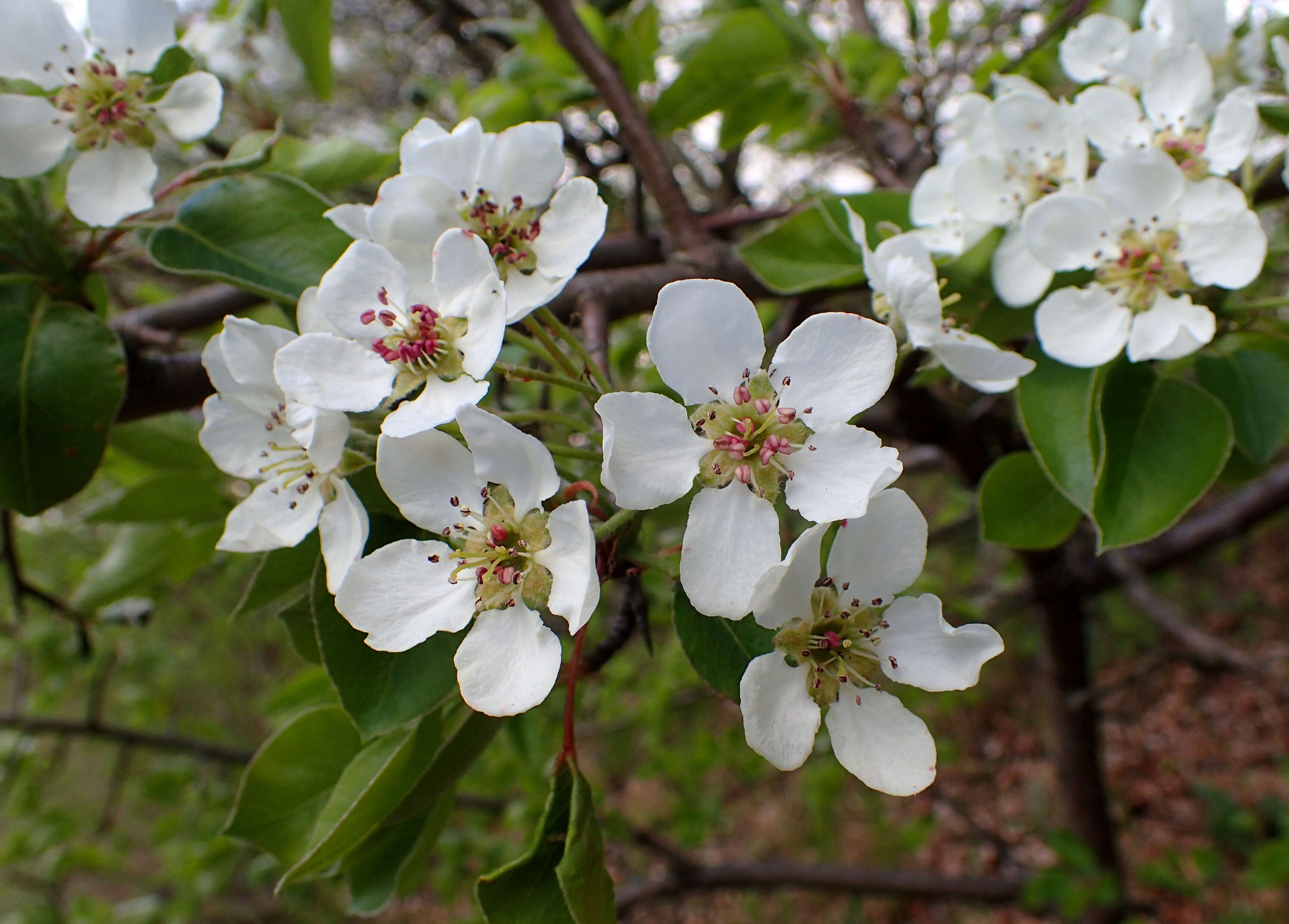 Plancia ëd Pyrus communis subsp. pyraster (L.) Ehrh.