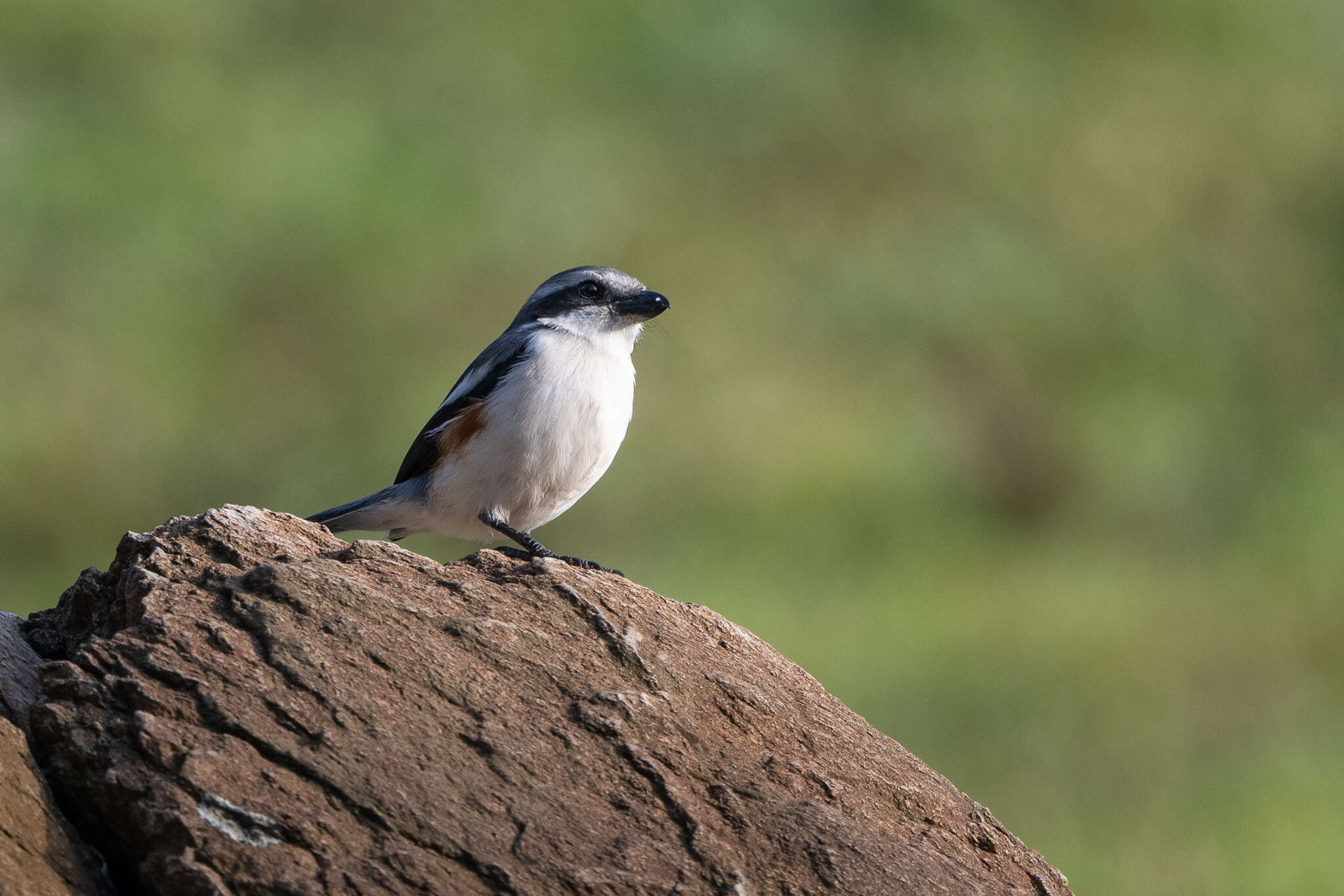 Image of Mackinnon's Shrike