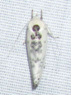 Image of Schlaeger's Fruitworm Moth