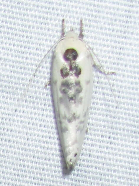 Image of Schlaeger's Fruitworm Moth