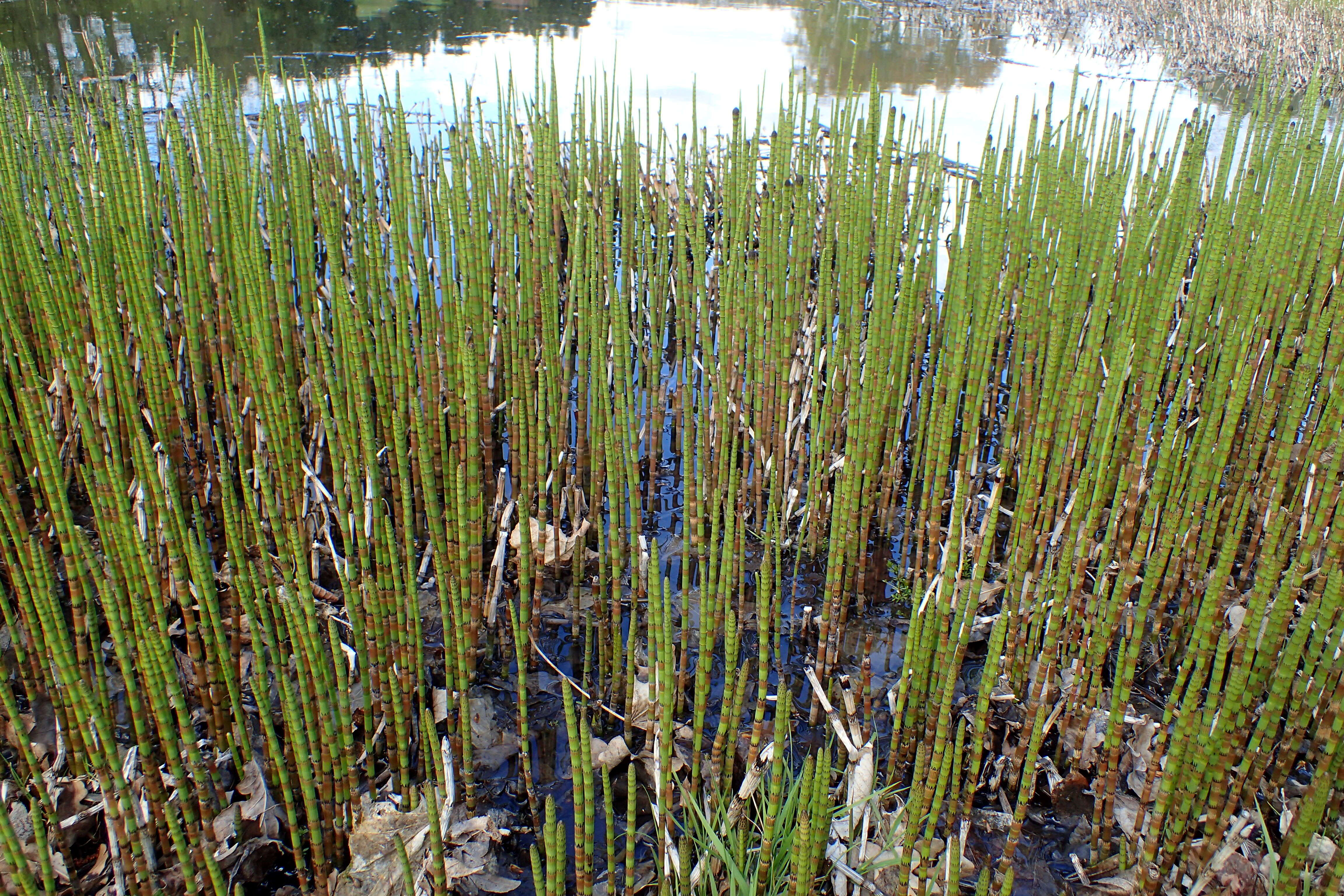 Image of Water Horsetail