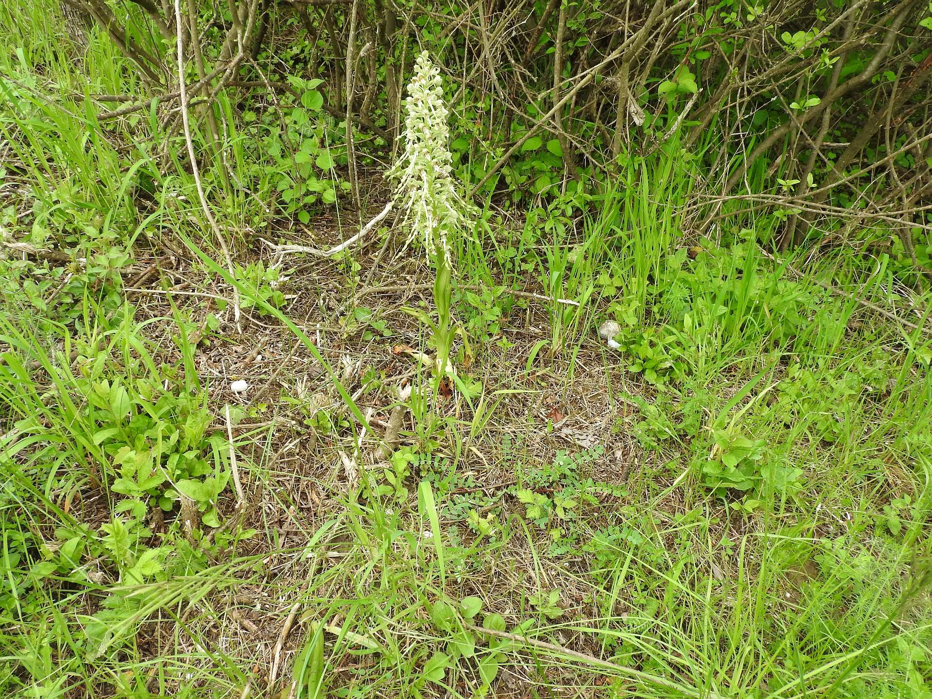 Himantoglossum hircinum (L.) Spreng. resmi