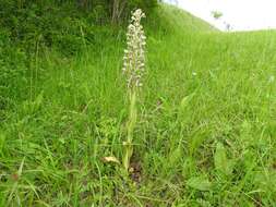 Himantoglossum hircinum (L.) Spreng. resmi