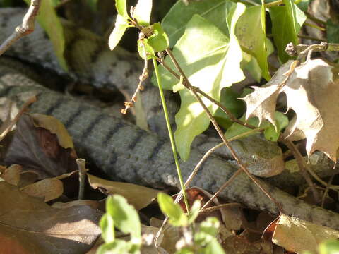 Image of Vipera aspis aspis (Linnaeus 1758)