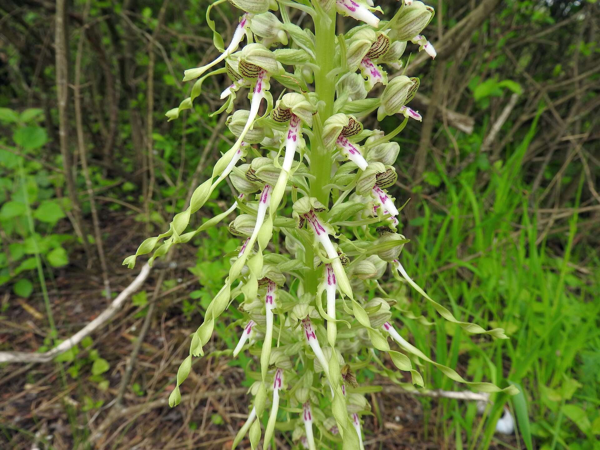 Himantoglossum hircinum (L.) Spreng. resmi