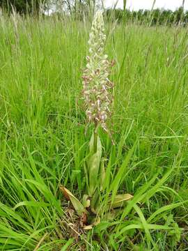 Image of Lizard orchid