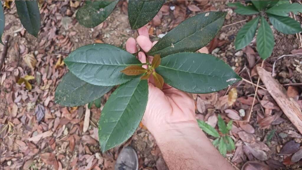 Imagem de Liquidambar chinensis Champ. ex Benth.