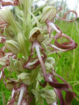 Image of Lizard orchid