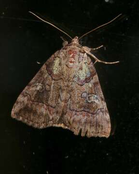 Image of Similar Underwing