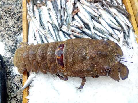 Image of Mediterranean Slipper Lobster