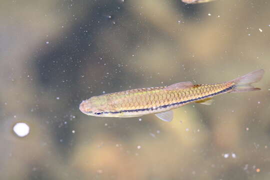 Image of Broad striped rasbora