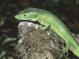 Image of Smith's arboreal alligator lizard