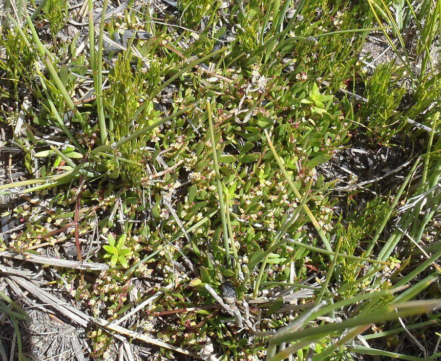 Image of Centella sessilis Adamson