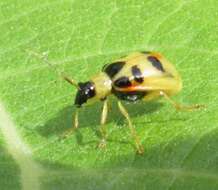 Слика од Cerotoma ruficornis (Olivier 1791)