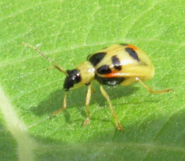 Image of Cerotoma ruficornis (Olivier 1791)