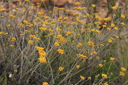 Image of Helichrysum anomalum Less.