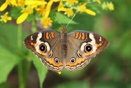 Image of Common buckeye