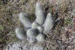 Image of Echinocereus longisetus (Engelm.) Rümpler