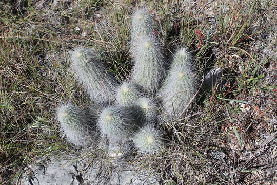 Image of Echinocereus longisetus (Engelm.) Rümpler