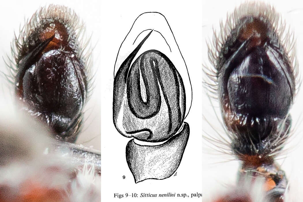 Image of Attulus nenilini (Logunov & Wesolowska 1993)