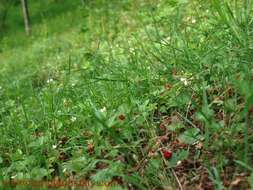 Image of woodland strawberry