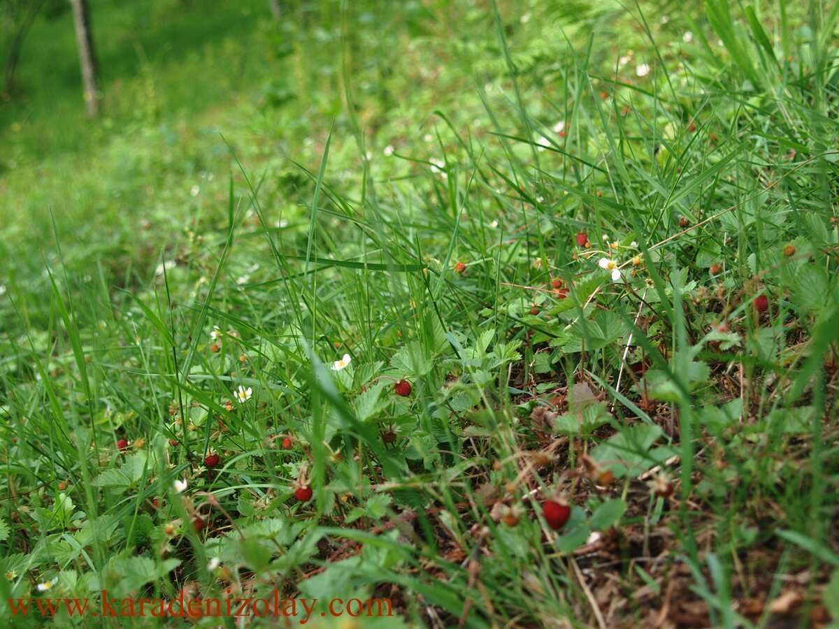 Image of woodland strawberry