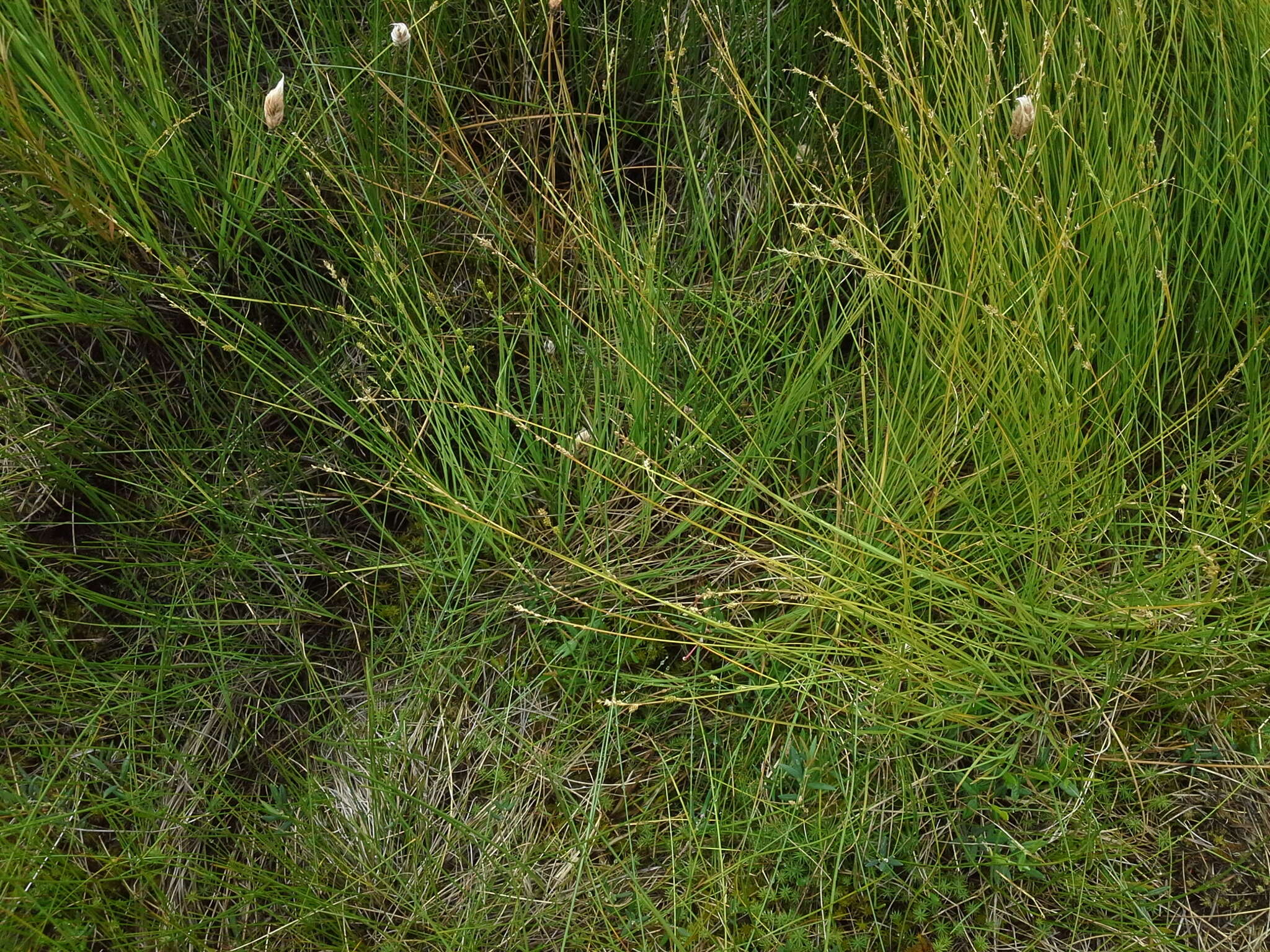 Image of Lapland Sedge